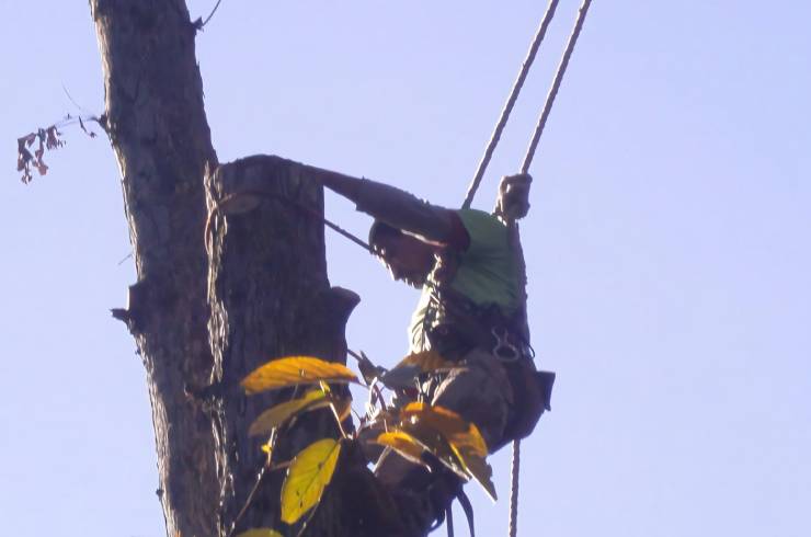 Roldan Tree Service