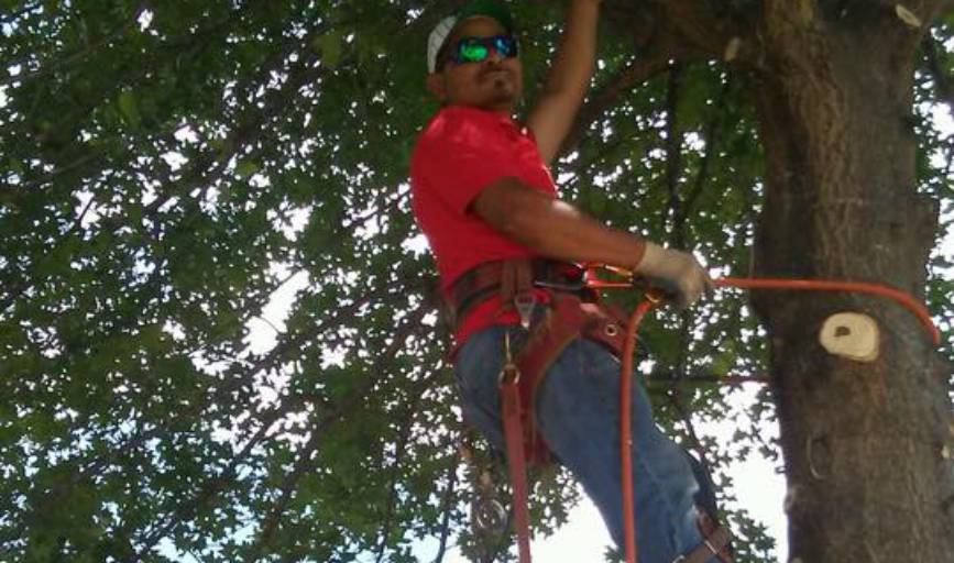 Tree Trimming